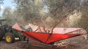 הצגת המנערת בכרם / במטע